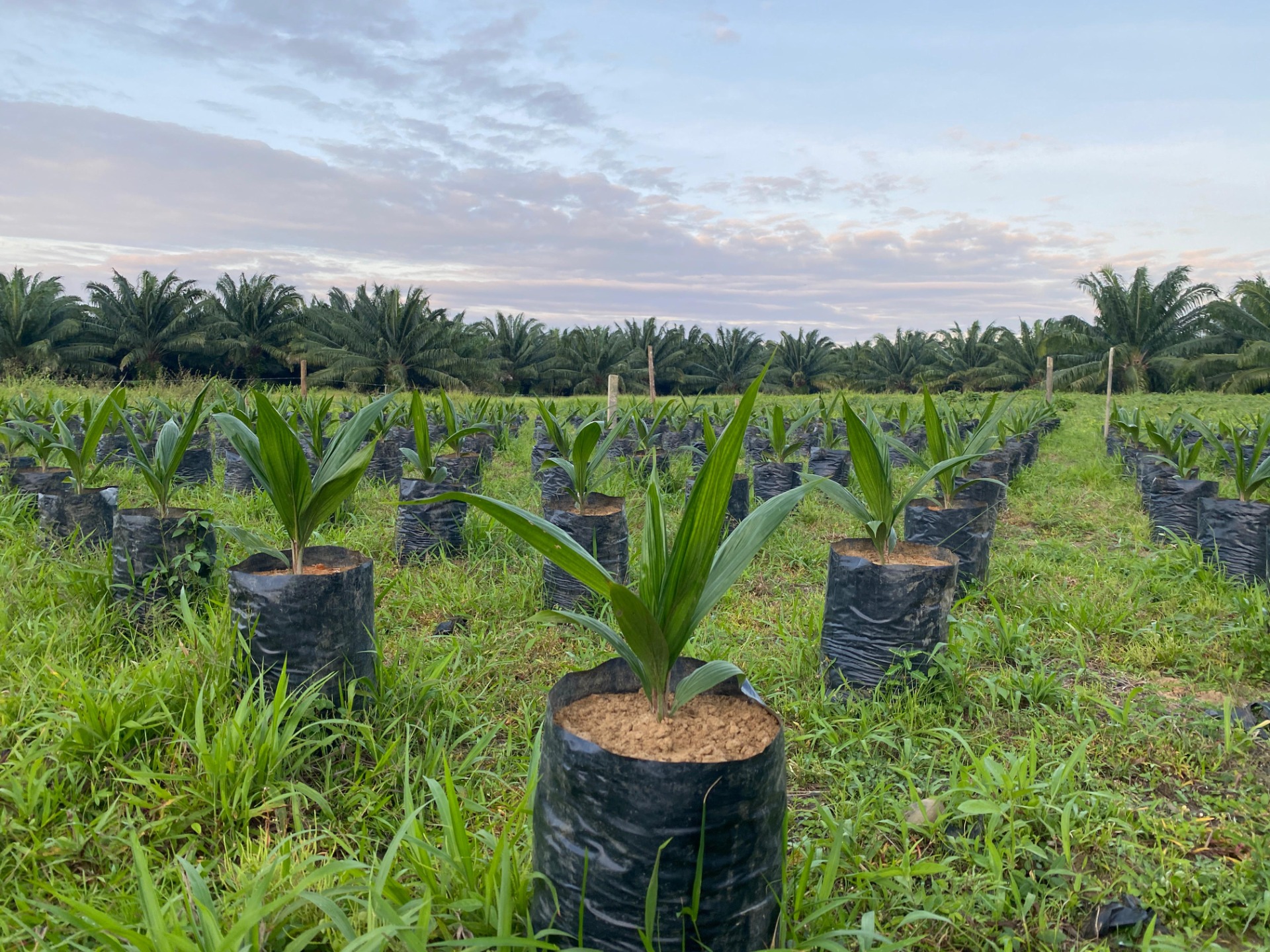 Vivero de palma en una finca de Promotora Palmera de Antioquia
